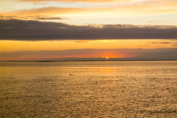 Panorama Waddensea Con Costa Isla Texel Foca Natación Atardecer Holanda —  Fotos de Stock