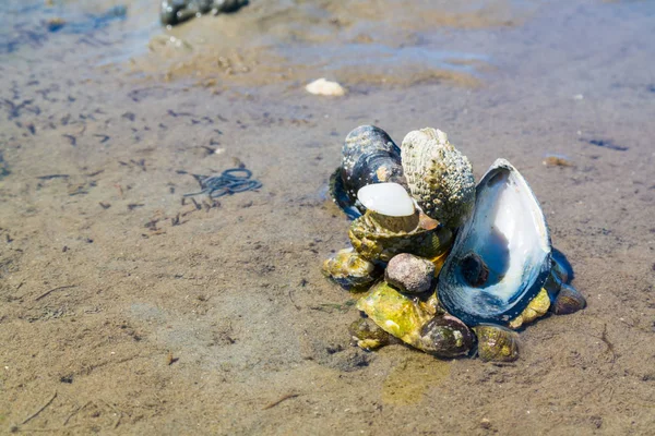 Haufen Verschiedener Muscheln Und Muscheln Flachen Wasser Aus Schlamm Flach — Stockfoto