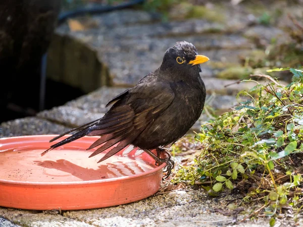 Férfi felnőtt Rigó, Turdus merula, ülő portréja — Stock Fotó