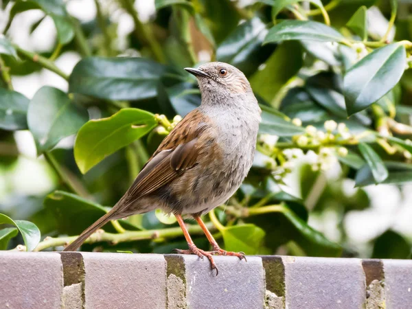 Retrato de Dunnock adulto o acento de setos, Prunella modularis — Foto de Stock