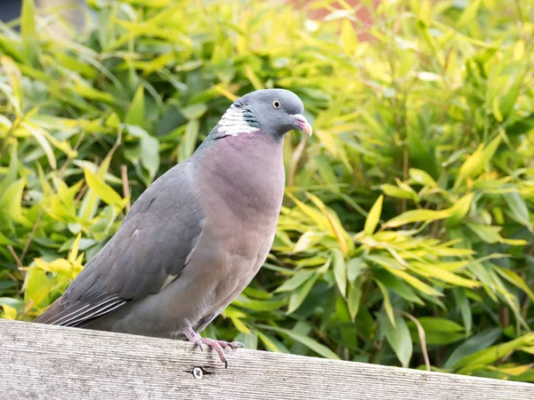 Portrait of adult common wood pigeon, Columba palumbus, perching — Stock Photo, Image