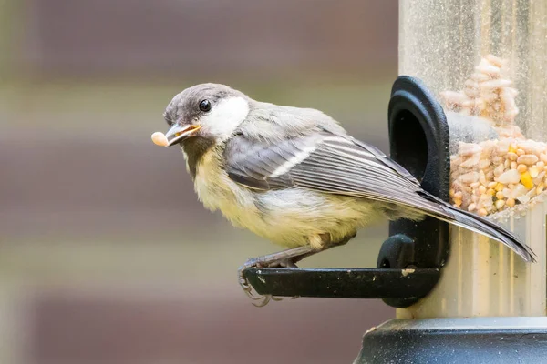 Portrét juvenilní koňadra (Parus major), s osivem v jeho mo — Stock fotografie