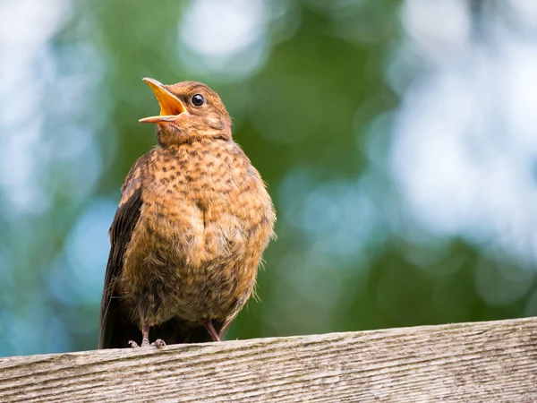 Portret van jonge Merel, Turdus merula, bedelen fo — Stockfoto