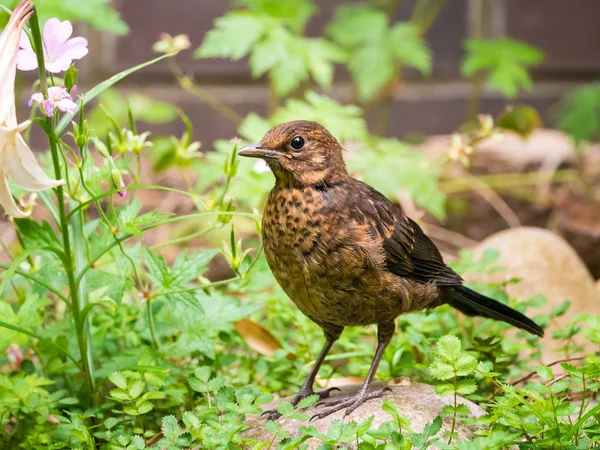 Портрет молодого звичайного птаха, Турдус-Мерула, в саду — стокове фото