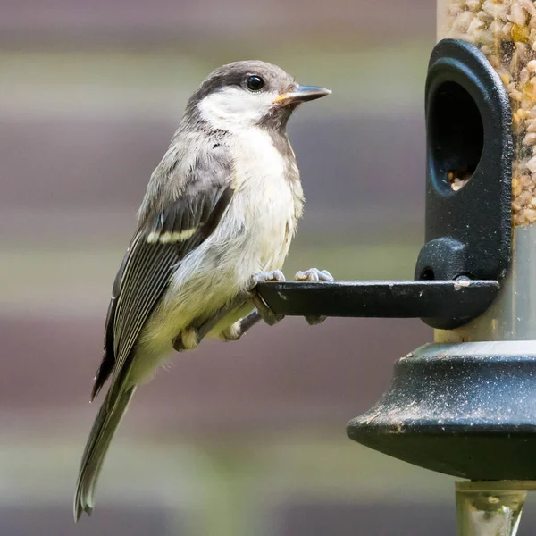 Portrét juvenilní koňadra, Parus major, sedící u krmení — Stock fotografie