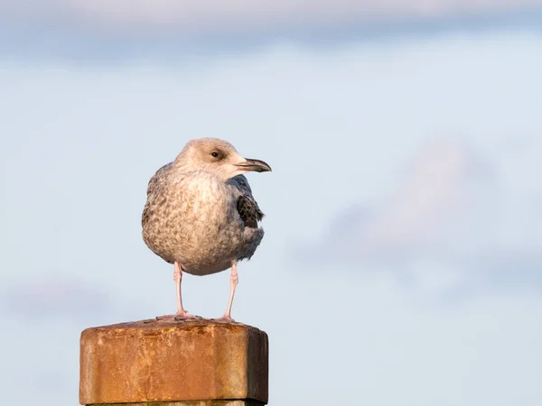 Juvenile herring gull, young seagull, perching on pole, Netherla — Stock Photo, Image