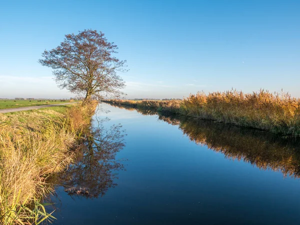 Tree reflecting in water of canal in Eempolder, polder in Hollan