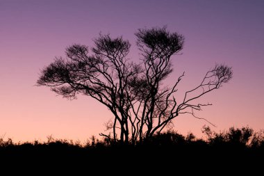 Juneberry silueti, Amelancier lamarckii, gökyüzüne karşı ağaç 