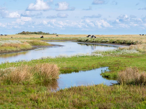 Kanál a krávy v slané bažině v blízkosti Kobbeduinen na Schiermonnikoog — Stock fotografie