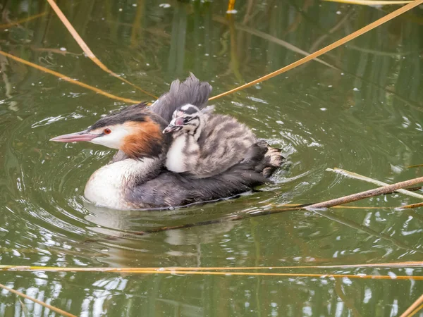 Great crested grebe, Podiceps cristatus, young carried on back o — Stock Photo, Image