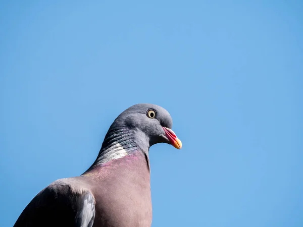 Portrait of wood pigeon, Columba palumbus, against blue sky, Net — Stock Photo, Image
