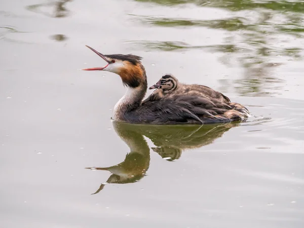 Great crested grebe, Podiceps cristatus, young carried on back o — Stock Photo, Image