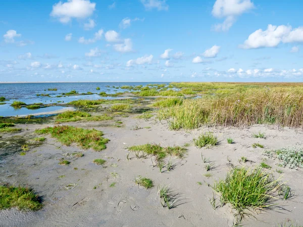 Hierba de Marram en la playa Westerstrand de West Frisian isla Schier — Foto de Stock