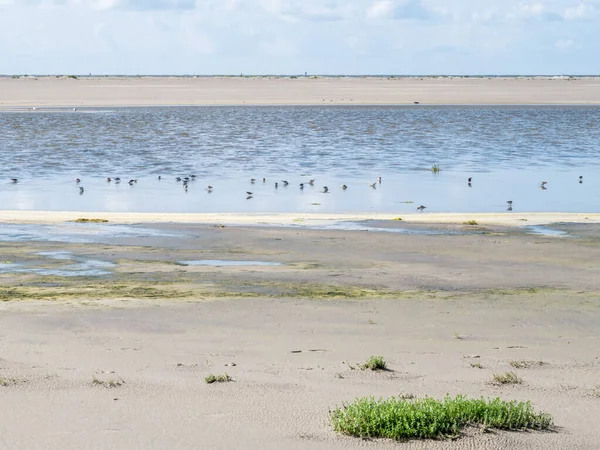 Alimentación de aves en aguas poco profundas en marea baja, playa de Westerstrand , — Foto de Stock