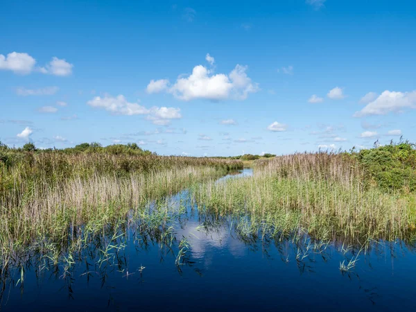 Pond with reed in marsh of Binnenkwelder on Schiermonnikoog, Net