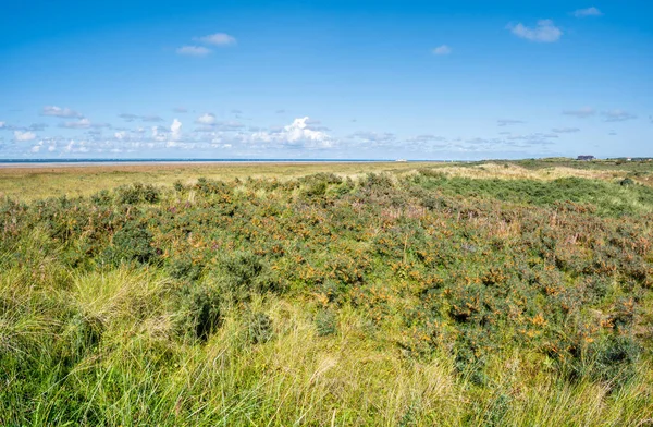 Arbustos de espino cerval de mar en dunas de Schiermonnikoog, N —  Fotos de Stock