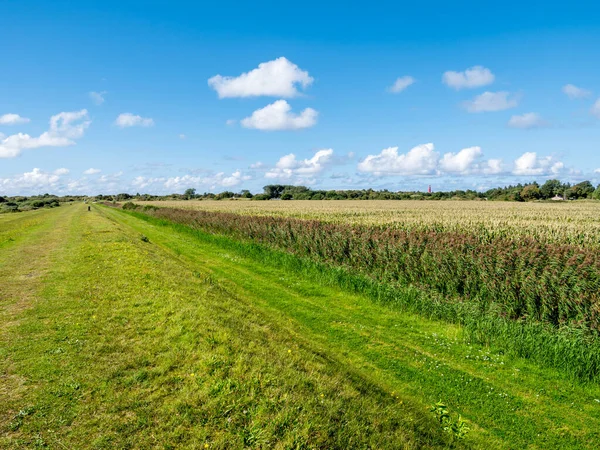 Blick vom Deich auf Maisfeld, Mais, in Polder und Leuchtturm — Stockfoto