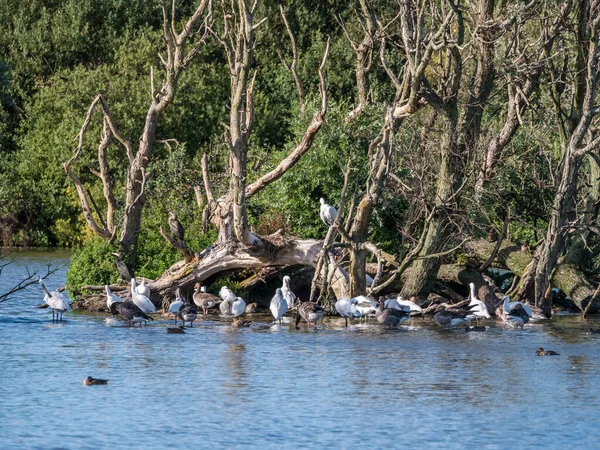 Spoonbills, guese and ducks in Westerplas Lake on Schiermonnikoo — стокове фото