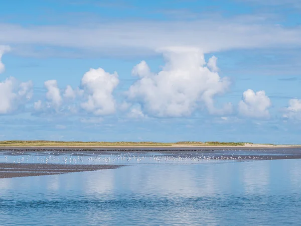 Group of oystercatchers and seagulls feeding on beach of Schierm — Stock Photo, Image