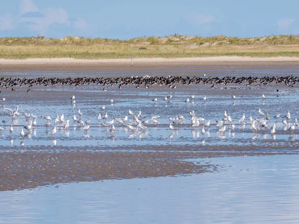 Group of oystercatchers and seagulls feeding on beach of Schierm — Stock Photo, Image
