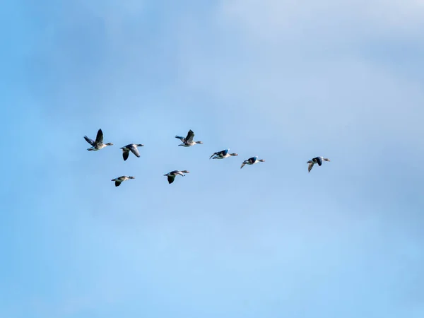 青の空に対する飛行中の8つの灰色のガチョウ、アンサーの答えのグループ、オランダ — ストック写真