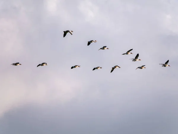 Greylag geese, Anser anser, flying in V-shaped formation, Netherlands — Stock Photo, Image