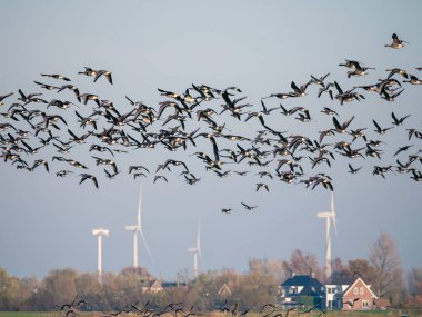 Beyaz önlü kaz grubu, Anser albifron, polder içinde uçuyor Eempolder, Hollanda 'da kuş göçü