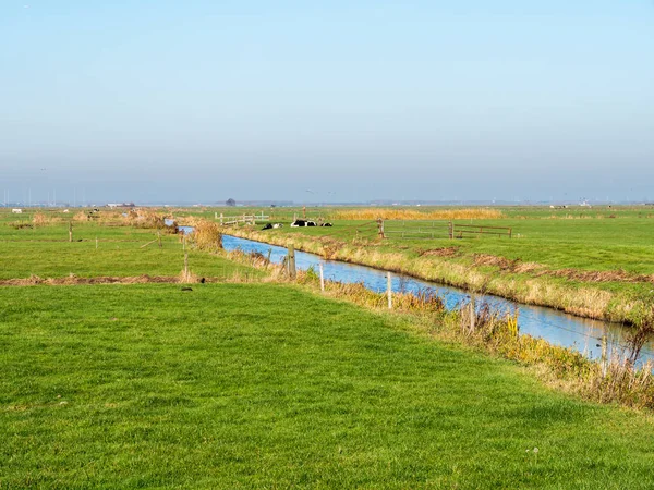 Dutch rural landscape with drainage ditch, cows and meadows in polder Eempolder, Netherlands — 스톡 사진