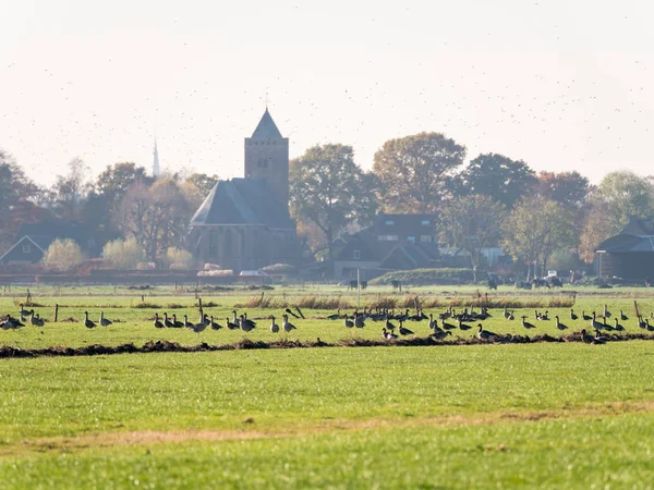 Grijze en witkopganzen rustend in polderweide Eempolder en kerktoren van Eemnes, Nederland — Stockfoto
