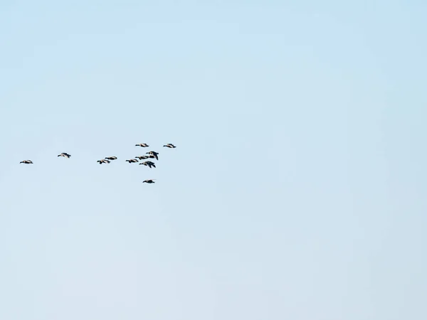 白い正面のガチョウのグループ、アンサー・アルビブロンズ、空に向かって飛んで、オランダの鳥の移動 — ストック写真