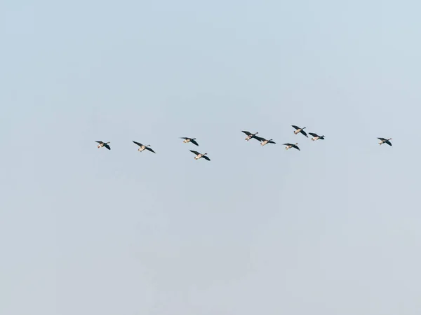 緑のガチョウのグループ,アンサー回答,パステルブルーの空に対して飛んで,オランダの鳥の移行 — ストック写真
