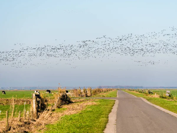 Group of greylag and white-fronted geese in flight and country road in rural polder Eempolder, Netherlands — ストック写真