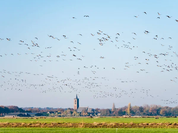 Kelompok-kelompok greylag dan angsa bersayap putih terbang di atas padang rumput di polder Eempolder dan gereja Eemnes, Belanda — Stok Foto