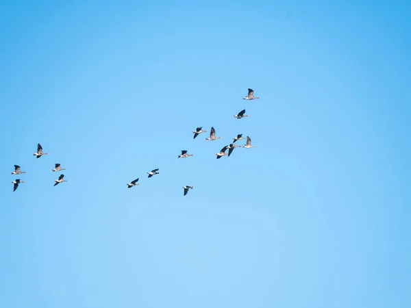 2羽のガチョウと青い空に向かって飛ぶ白いフロントのガチョウの群れ、オランダの鳥の移動 — ストック写真