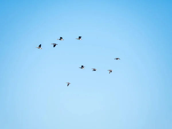 青い空に対する飛行中の白い正面のガチョウのグループ、アンサー・アルビクロン、オランダの鳥の移動 — ストック写真