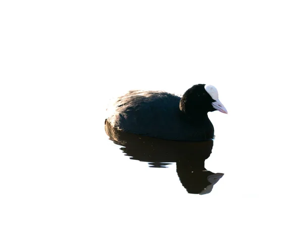 Siyah yaban ördeği, Fulica atra, Hollanda 'da suda yüzüyor. — Stok fotoğraf