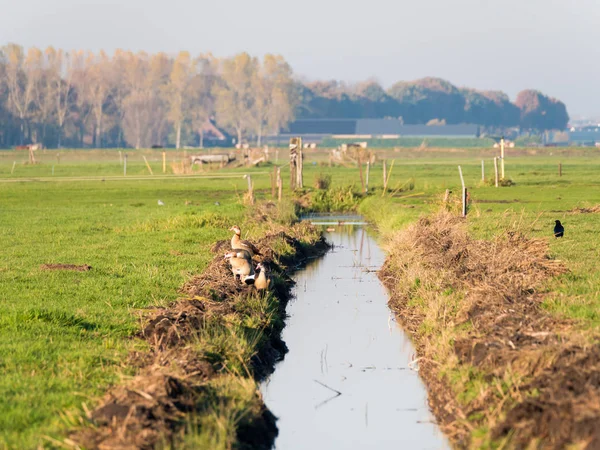 Oies égyptiennes, Alopochen aegyptiaca et fossé dans le paysage de polder néerlandais, Eempolder, Pays-Bas — Photo