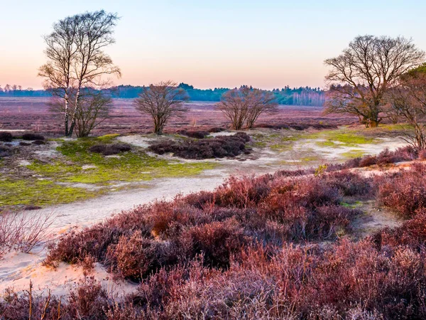 Heathland Zuiderheide bij zonsondergang, Natuurreservaat Goois, Nederland — Stockfoto