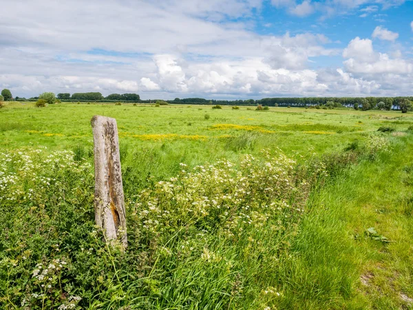 Krajobraz z zielonymi polami w pobliżu Damme we Flandrii Zachodniej, Belgia — Zdjęcie stockowe