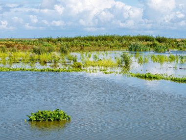 Markermeer, Hollanda 'daki Marker Wadden adalarından birinde bataklıklar