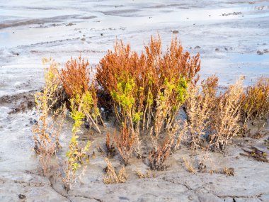 Altın rıhtım, Rumex maritimus, ve willowhere, Epilobium hirsutum, Hollanda, Marker Wadden, çamurda yetişiyor.