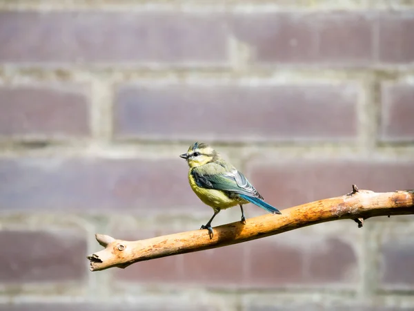 Blue tit, Cyanistes caeruleus, young perched on bare branch in garden, Netherlands — Stock Photo, Image
