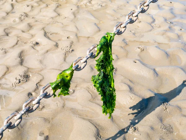 Морський салат залишає на піщаному ланцюгу на піску при низькому припливі (Ваденсі, Нідерланди). — стокове фото