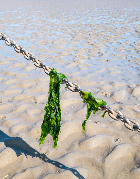 Liście sałaty morskiej wiszące na łańcuchu kotwicy na piasku podczas odpływu, Waddensea, Holandia — Zdjęcie stockowe