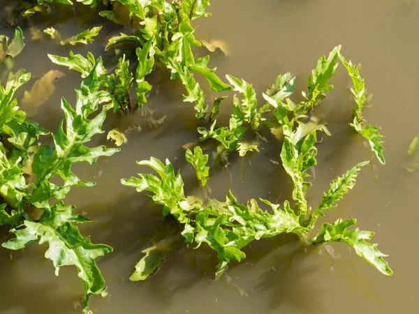 Erva-pulga-do-pântano, Tephroseris palustris ou Senecio congestus, folhas frescas em pântanos de Marker Wadden, Países Baixos — Fotografia de Stock