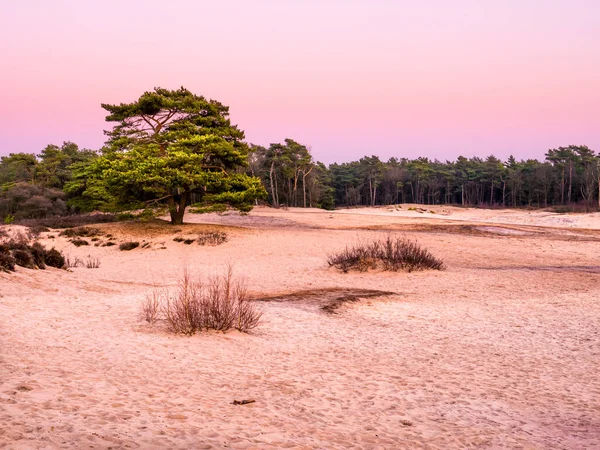 Heathland homokdűnéi naplementekor, Goois Természetvédelmi Terület, Hollandia — Stock Fotó