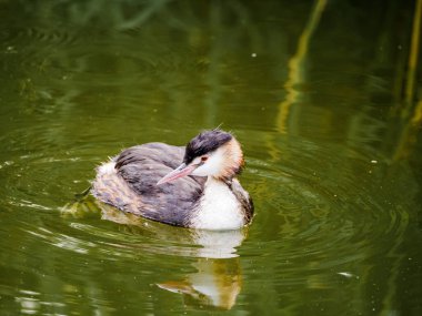 Büyük ibikli grebe, Podiceps kristali, üremeyen tüyler içinde yüzen yetişkin, Hollanda
