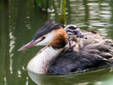 Büyük ibikli yunus balığı, Podiceps kriteri, sırtı genç yetişkin, Hollanda