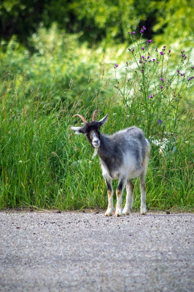 Yalnız keçi otlatma çim ve yol aldı