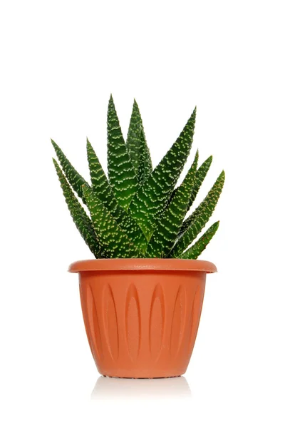 Yeşil yaprakları ile beyaz bir arka plan üzerinde bir tencerede bir bitki etli